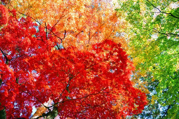 Three-color autumn leaves