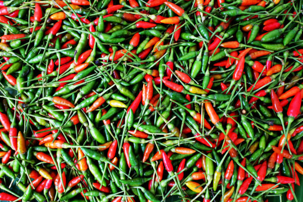 bird's eye chili ist eine chilischote, eine sorte aus der art capsicum annuum, die häufig in äthiopien und in ganz südostasien vorkommt. - vietnam market asia bird stock-fotos und bilder