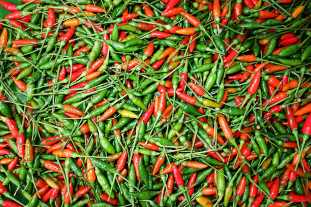 bird's eye chili ist eine chilischote, eine sorte aus der art capsicum annuum, die häufig in äthiopien und in ganz südostasien vorkommt. - vietnam market asia bird stock-fotos und bilder