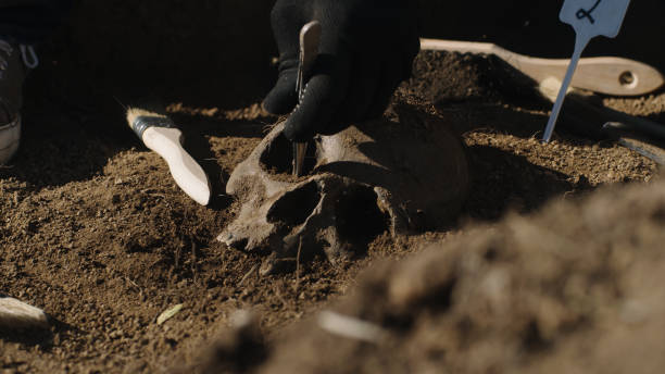 istock Crop archaeologist excavating human skull 1354867547