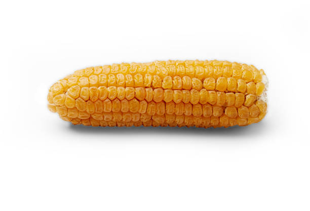 다른 디자인 목적으로 고립 된 흰색 배경에 노란색 옥수수 코브 - corn on the cob macro corn crop freshness 뉴스 사진 이미지