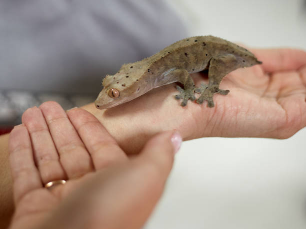 istock A small brown pet iguana sits on his arm, a pet lizard 1354867784