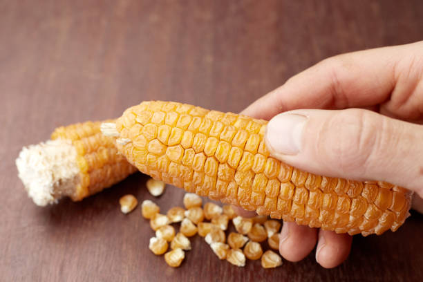 istock Yellow corn cob in farmer's hand agriculture concept 1354868324