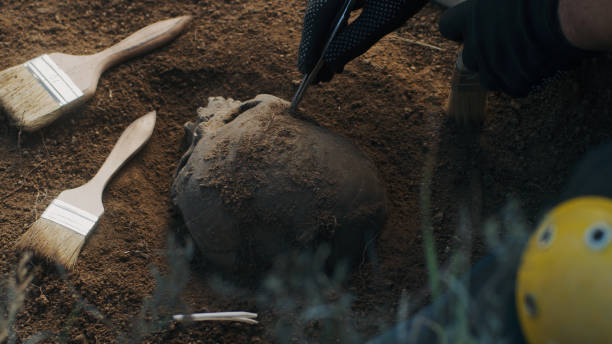 istock Unrecognizable archaeologist cleaning skull from dirt 1354869116