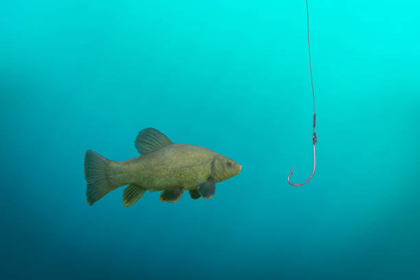A single fish in front of a much too big fishing hook