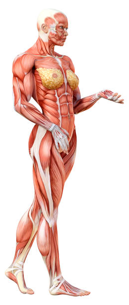 istock 3D illustration female figure with muscle maps on white 1354869774