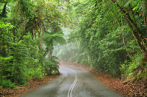 istock Travelling the Daintree National Park 135487089
