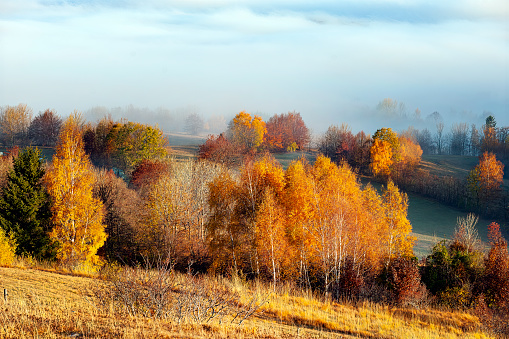 Fall Leaf Colors-Howard County, Indiana