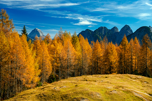 View of Mount Mangart with Sella Somdogna, autumn larch, Julian Alps, Italy, Europe