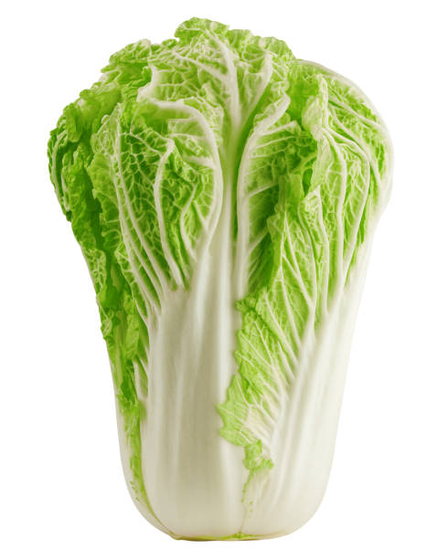 chinese cabbage, isolated on white background, clipping path, full depth of field - head cabbage imagens e fotografias de stock