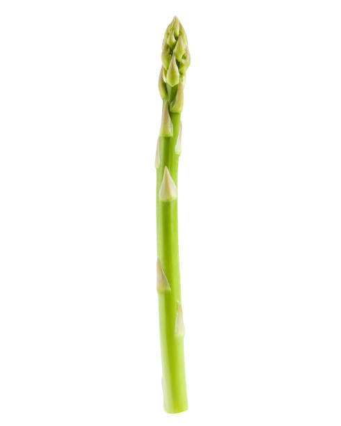 asparagus isolated on white background, clipping path, full depth of field