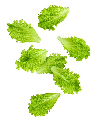 Falling Salad leaves, lettuce, isolated on white background, clipping path, full depth of field