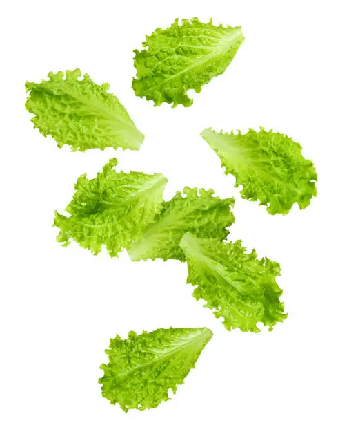 Photo of Falling Salad leaves, lettuce, isolated on white background, clipping path, full depth of field