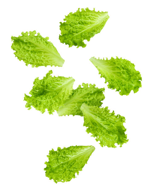 falling salad leaves, lettuce, isolated on white background, clipping path, full depth of field - iceberg lettuce imagens e fotografias de stock