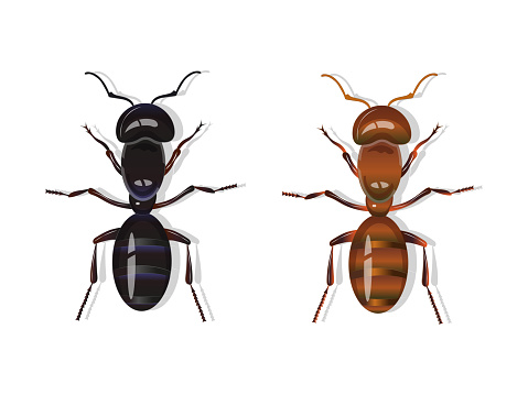 Black and red harvester ants isolated on white background. Realistic vector illustration