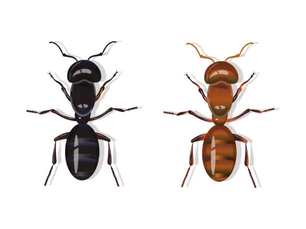 Vector illustration of Black and red harvester ants isolated on white background.