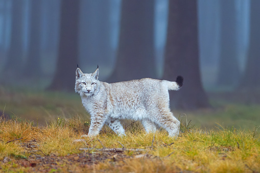 The bobcat (Lynx rufus), also known as the red lynx, is a medium-sized cat native to North America. It ranges from southern Canada through most of the contiguous United States to Oaxaca in Mexico. East Glacier, Montana.