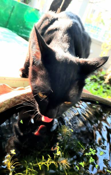 istock Black Cat drinking water from small pond. 1354879874