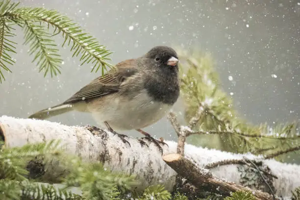Small songbird perched on birch log surrounded by pine branches. Snowing on bird