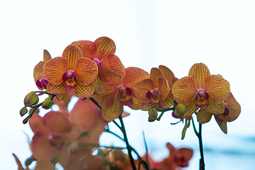 Floral concept. Orchid growing tips. How take care of orchid plants indoors. Most commonly grown house plants. Orchids blossom close up. Orchid flower pink and yellow bloom. Phalaenopsis orchid.