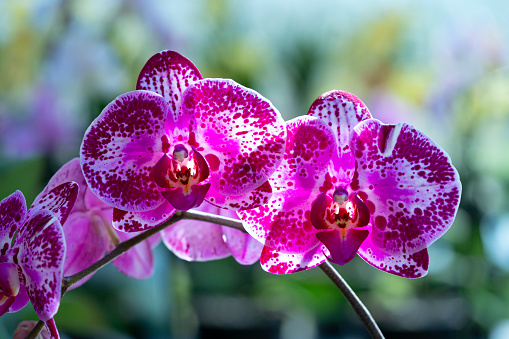 Purple butterfly orchids of the Phalaenopsis genus are cultivated in a commercial greenhouse