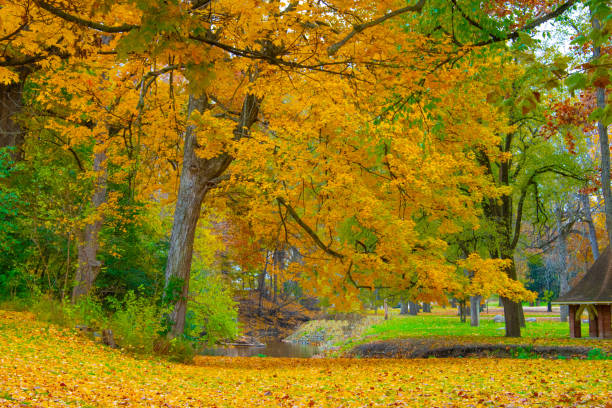 istock Fall Leaf Color with small stream-Howard County, Indiana 1354881009