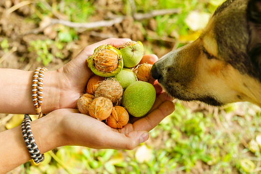 Harvesting with a dog walnuts in the autumn season. Walnut in the hand of a farmer. Selective focus