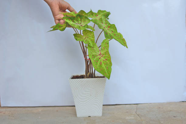 istock care hand and miss muffet caladium tree 1354882158