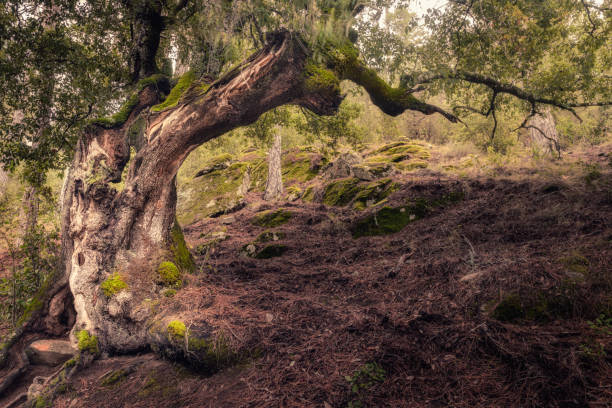 Twisted old tree in forest of Corsica A twisted old tree covered in moss in the heart of the Tartagine forest in the Balagne region of Corsica gnarly wood texture stock pictures, royalty-free photos & images