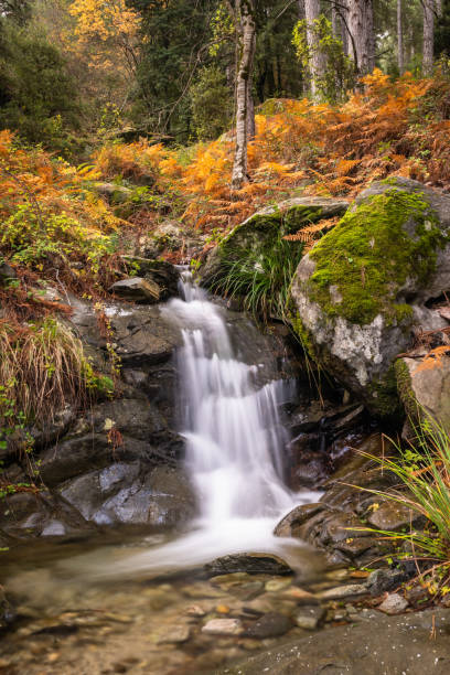 Stream cascading past ferns in forest stock photo