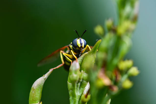 istock Wasp sitting on a flower bud on a green natural background 1354883014
