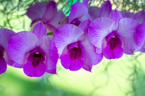 The beauty of orchid plants Colorful pink dendrobium orchids blooming in outdoor garden background Dendrobium stock pictures, royalty-free photos & images