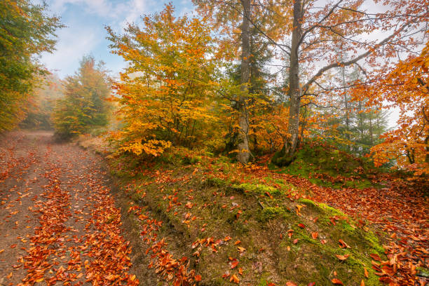 istock country road through autumn forest 1354883414