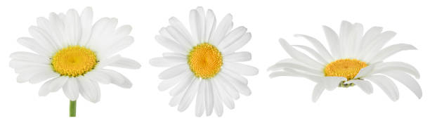 istock chamomile or daisies isolated on white background with full depth of field. Set or collection. 1354884523