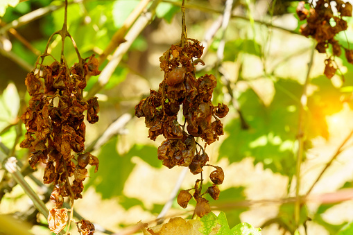 Clusters of spoiled rotten grapes hang on a bush. Drought, spoiled harvest