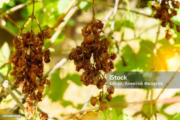 Decaying Grape And Vine Leaves Poor Harvest Drought Stock Photo - Download Image Now