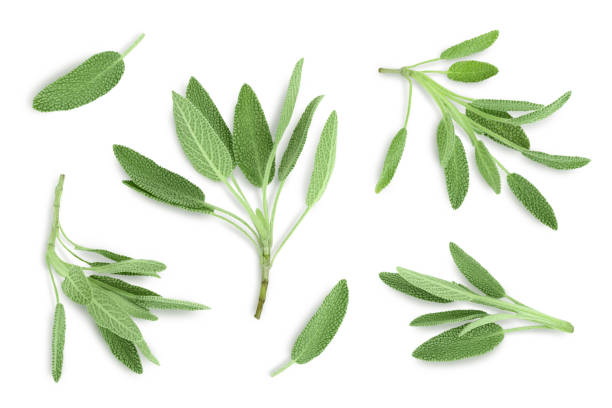 istock fresh sage herb isolated on white background with clipping path and full depth of field, Top view. Flat lay 1354886017