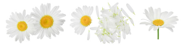 istock chamomile or daisies isolated on white background with full depth of field. Set or collection. 1354886027