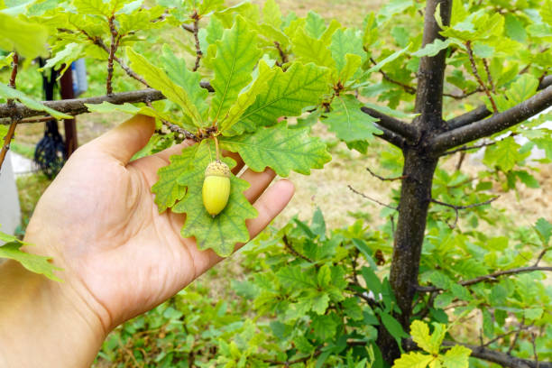istock Acorns fruits on oak tree branch leaves on a blurred background. 1354886511