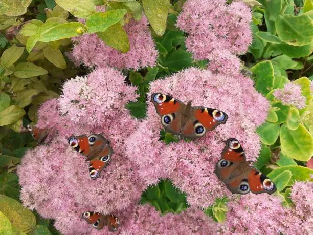 Photo of three peacock butterflies at a pink sedum plant