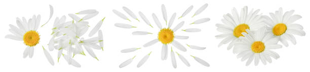 istock chamomile or daisies isolated on white background with full depth of field. Set or collection. 1354887183