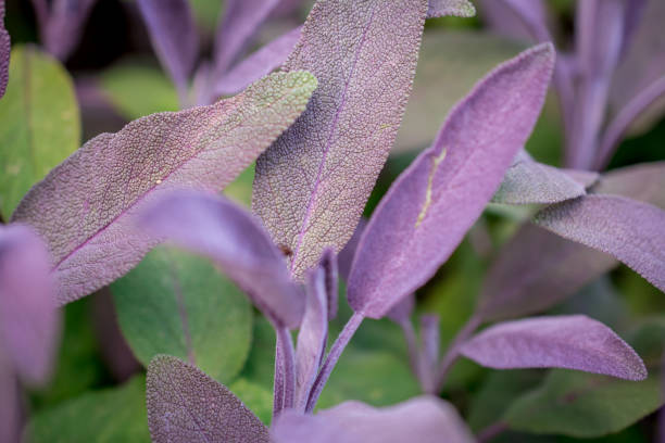 beautiful spring sage in the park - 4742 imagens e fotografias de stock