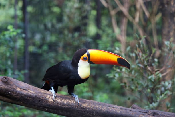 istock The toco toucan bird on the wood tree in forest 1354889807