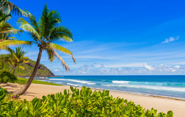 istock Grande Anse beach - Reunion Island 1354892329