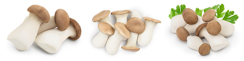 King Oyster mushroom or Eringi isolated on white background . Set or collection.