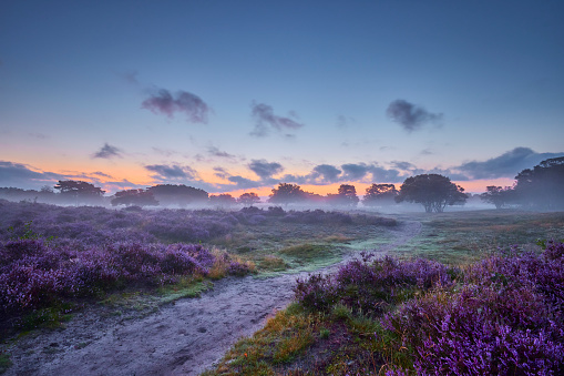 Sunrise during an early morning over blossoming heather in the Veluwe nature reserve, the Netherlands. There are some trees in the field. There are some clouds in the sky and the rising sun gives the sky a beautiful color. There is a small footpath going through the scene.