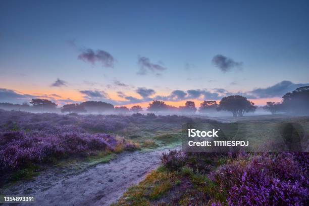 Blossoming Heather At Sunrise Stock Photo - Download Image Now - Forest, Landscape - Scenery, Flower