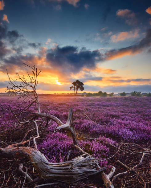 Blossoming heather at sunrise stock photo