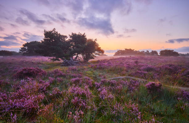 Blossoming heather at sunrise stock photo