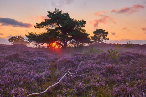 istock Blossoming heather at sunrise 1354893470